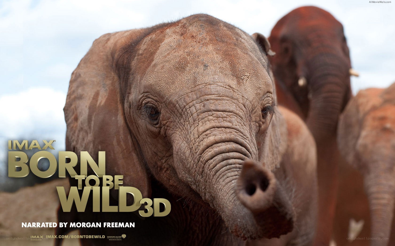 Born to Be Wild 3D