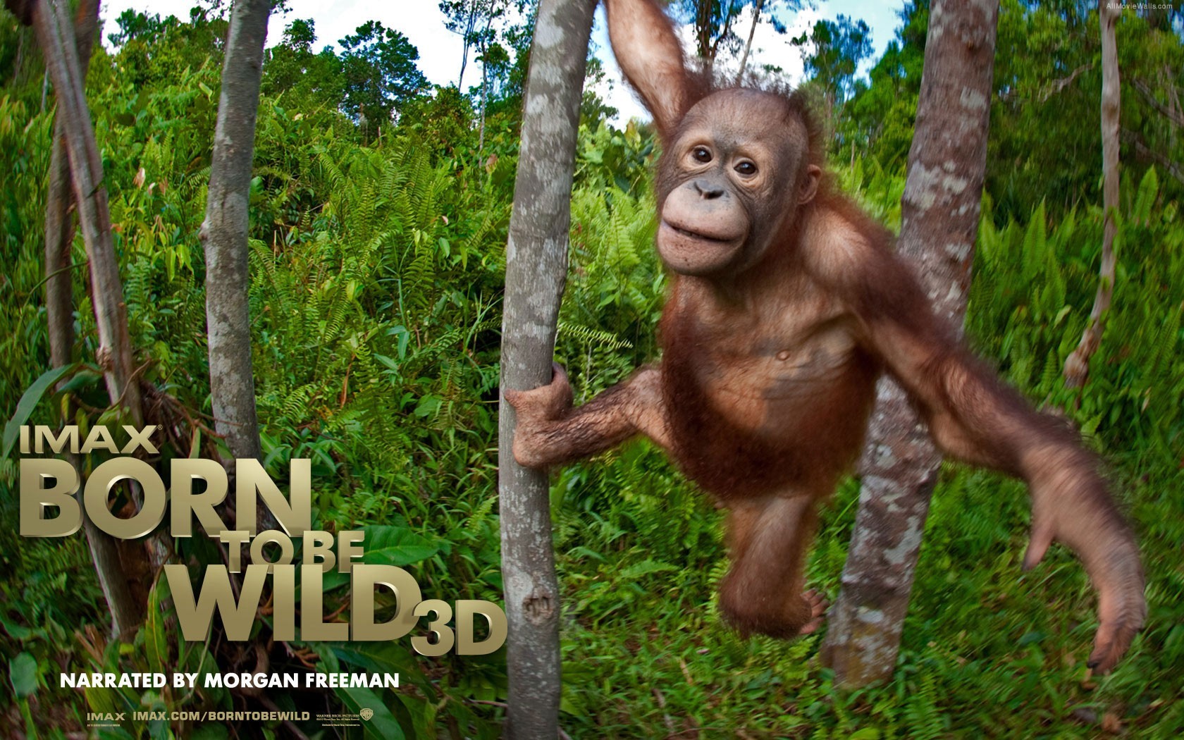 Born to Be Wild 3D