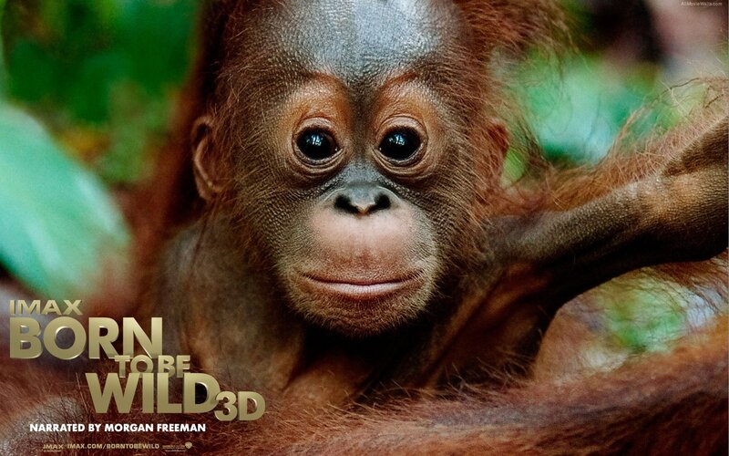 Born to Be Wild 3D