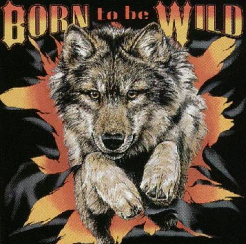Born to be Wild wolf