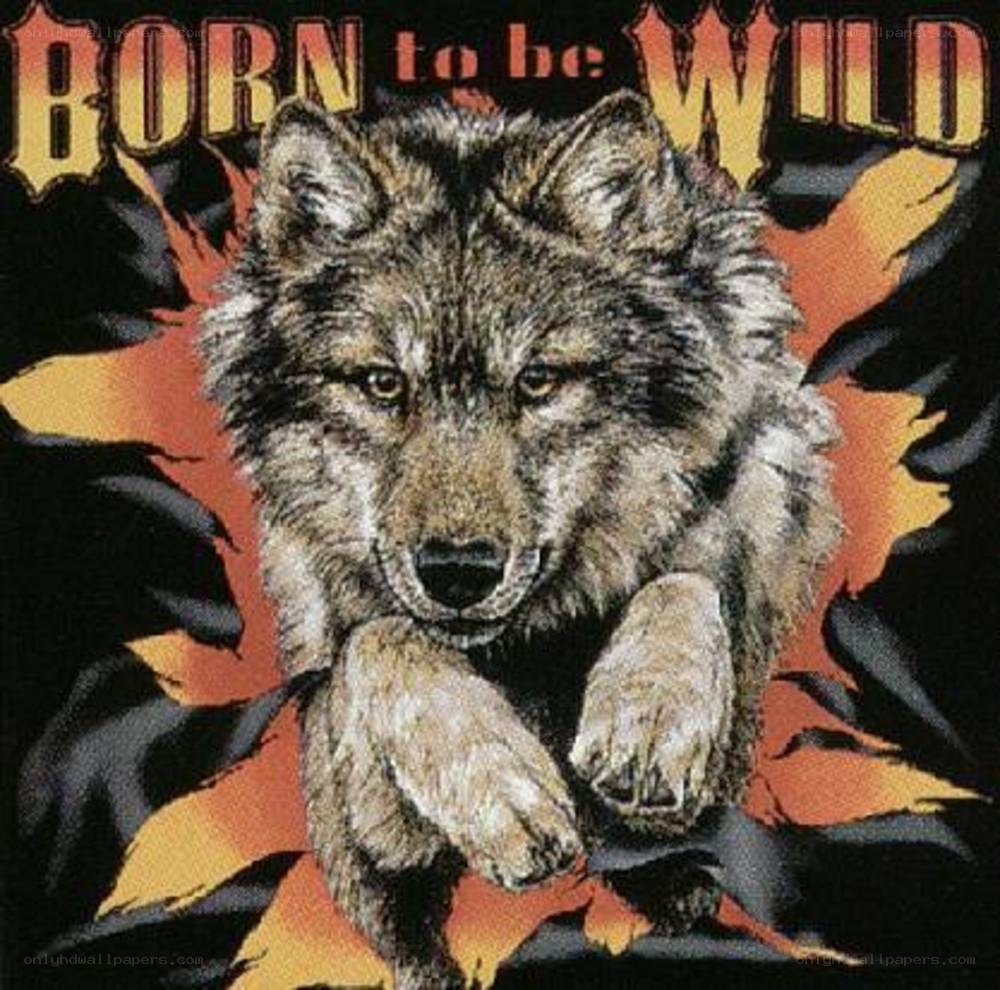 Born to be Wild wolf