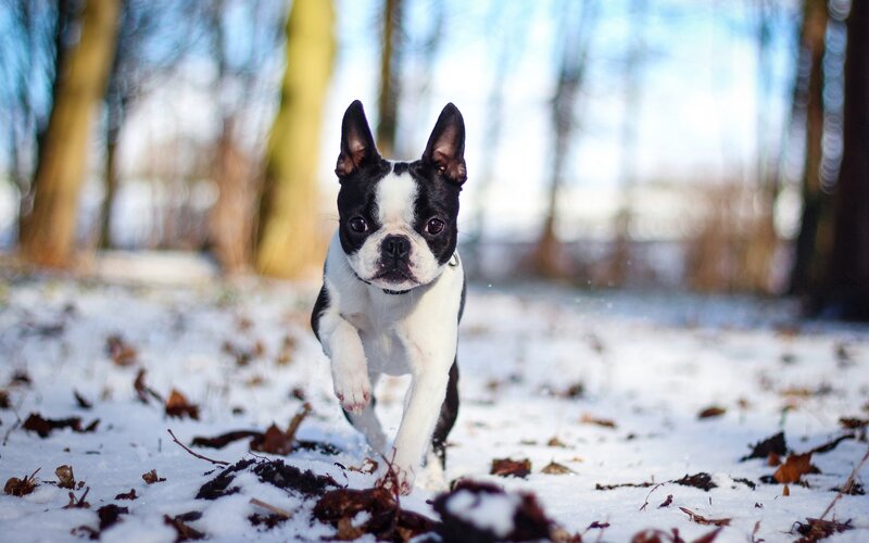 Boston Terrier Dog — Black, Active