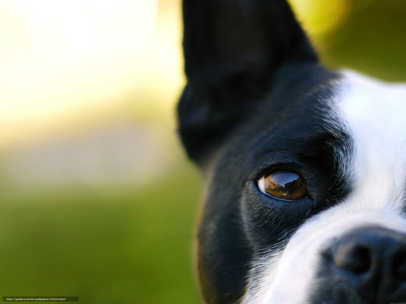 Boston Terrier Dog — Black, Calm, Afternoon