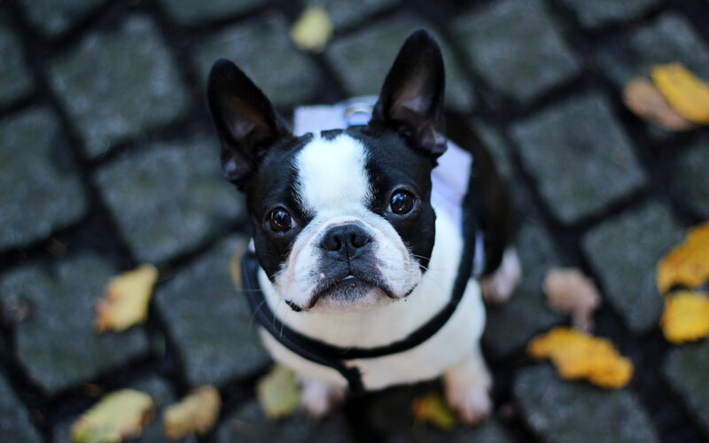 Boston Terrier Dog — Black, Calm, Autumn, Photograph, Cobblestone