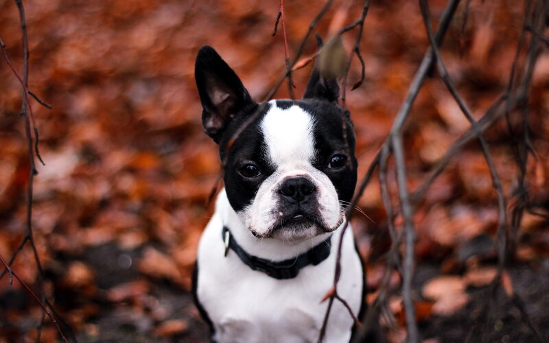 Boston Terrier Dog — Black, Calm, Autumn, Photograph