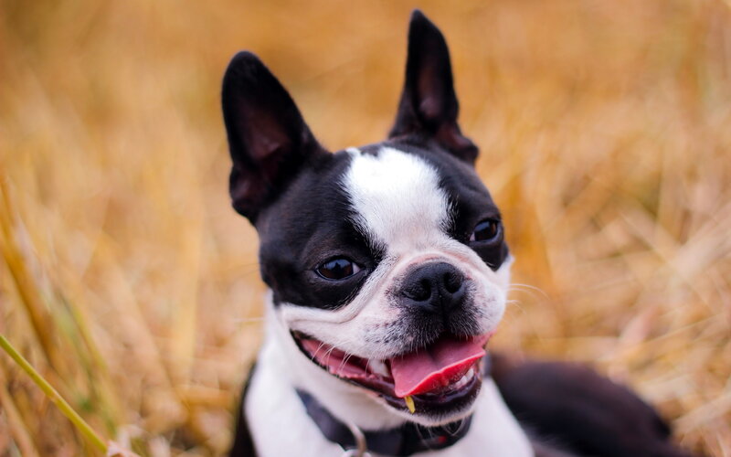 Boston Terrier Dog — Black, Calm, Autumn