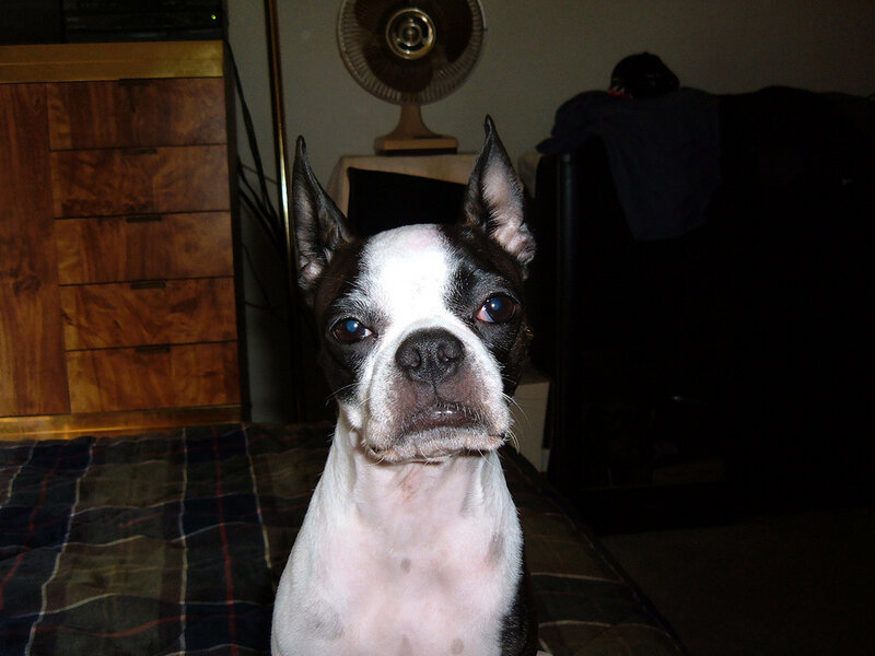 Boston Terrier Dog — Black, Calm, Night