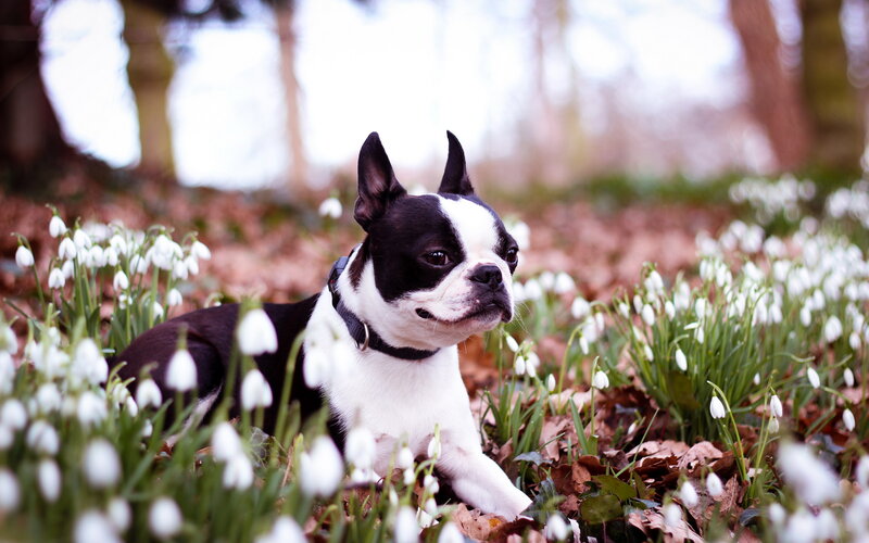 Boston Terrier Dog — Black, Calm, Spring