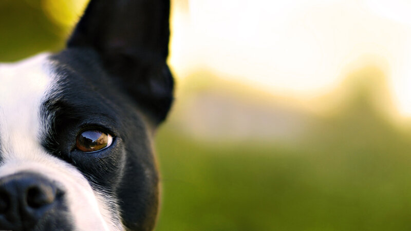Boston Terrier Dog — Black, Calm, Sunset