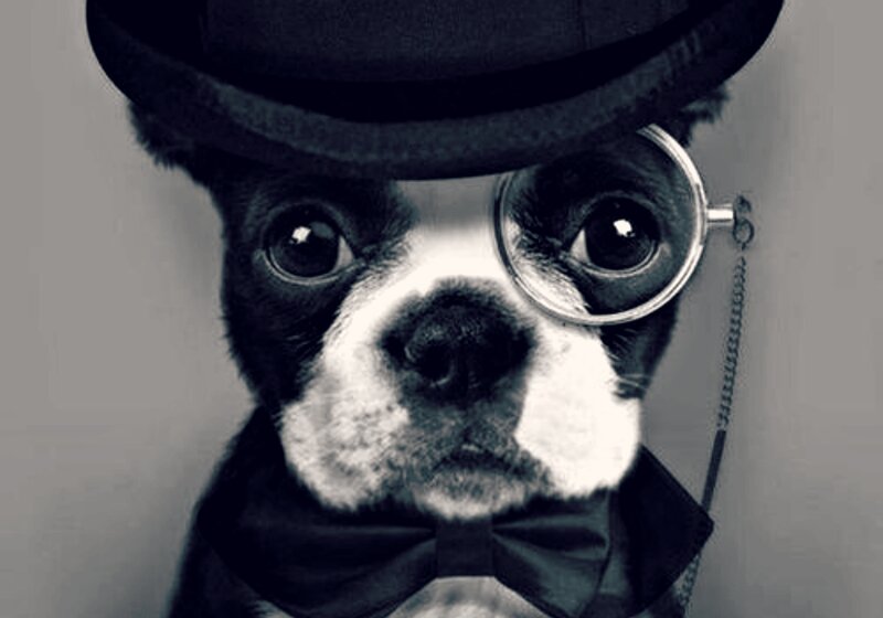 Boston Terrier Dog — Black, Formal, Photograph