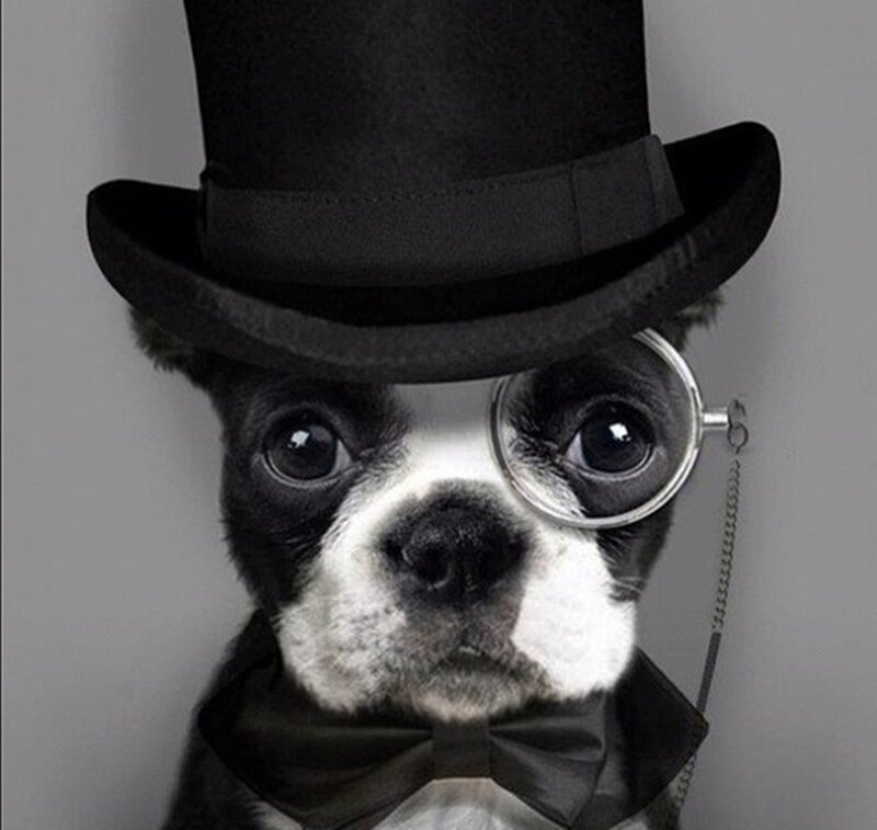 Boston Terrier Dog — Black, Formal