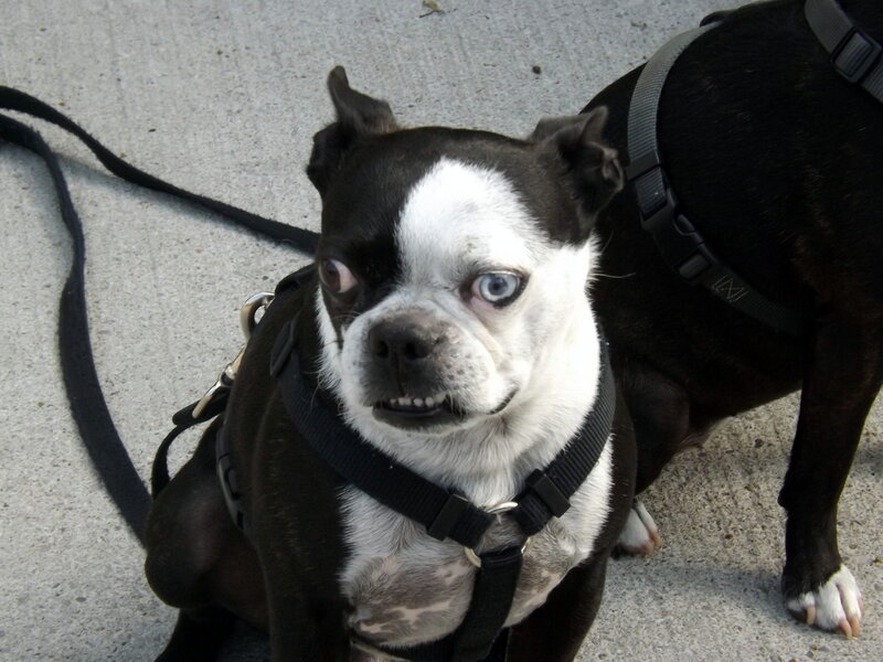 Boston Terrier Dog — Black, Neutral