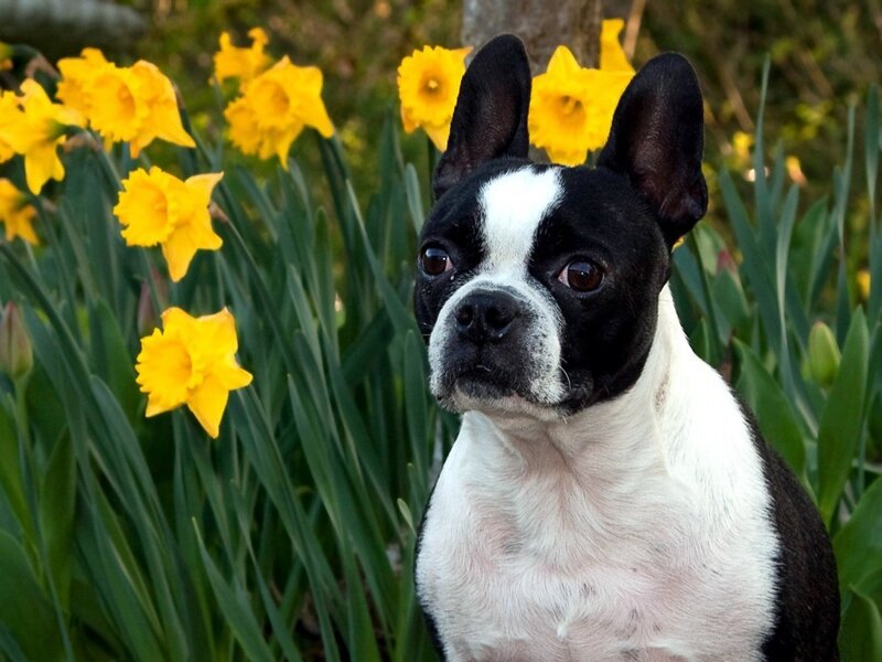 Boston Terrier Dog — Black