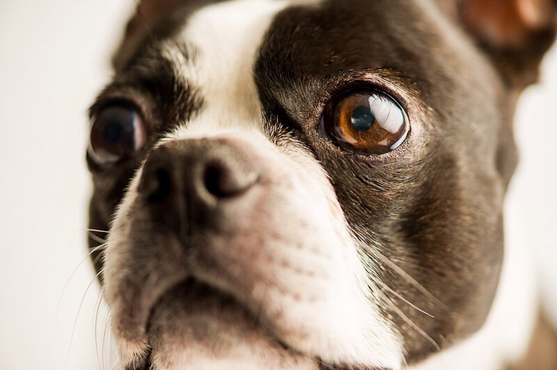 Boston Terrier Dog — Brown, Calm