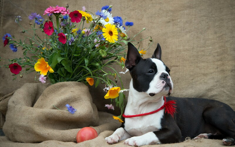 Boston Terrier Dog — Brown