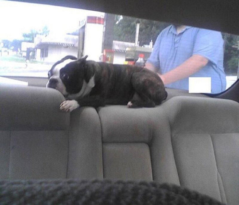 Boston Terrier Dog — Gray