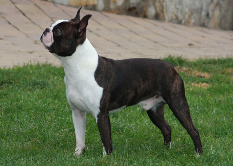 Boston Terrier Dog — Green, Calm