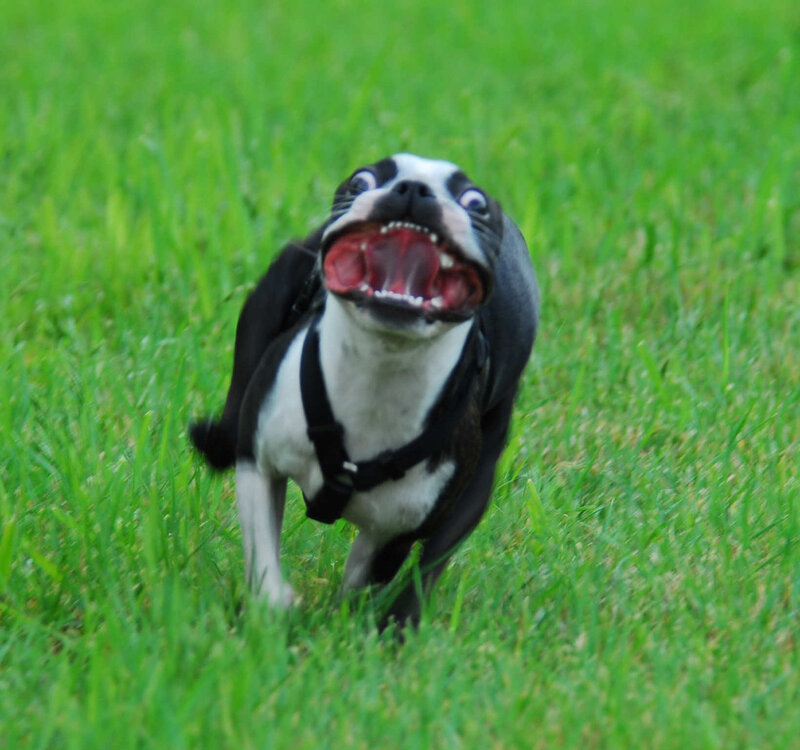 Boston Terrier Dog — Green, Playful