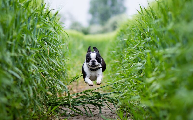 Boston Terrier Dog — Green