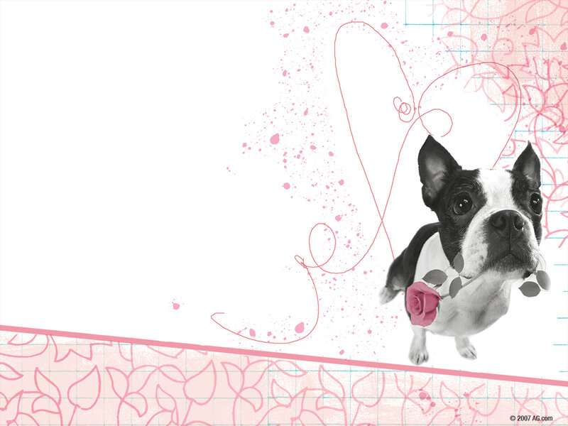 Boston Terrier Dog — Pink