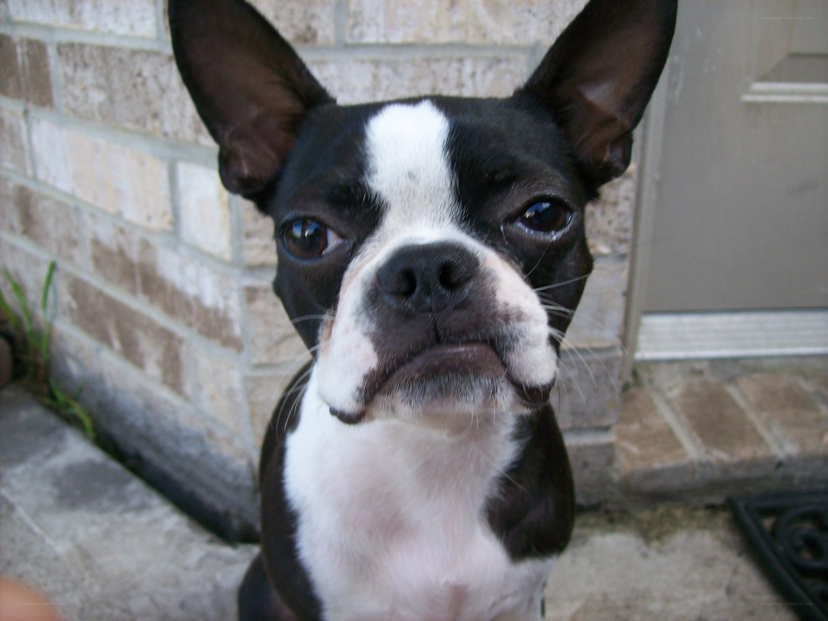 Boston Terrier dog portrait