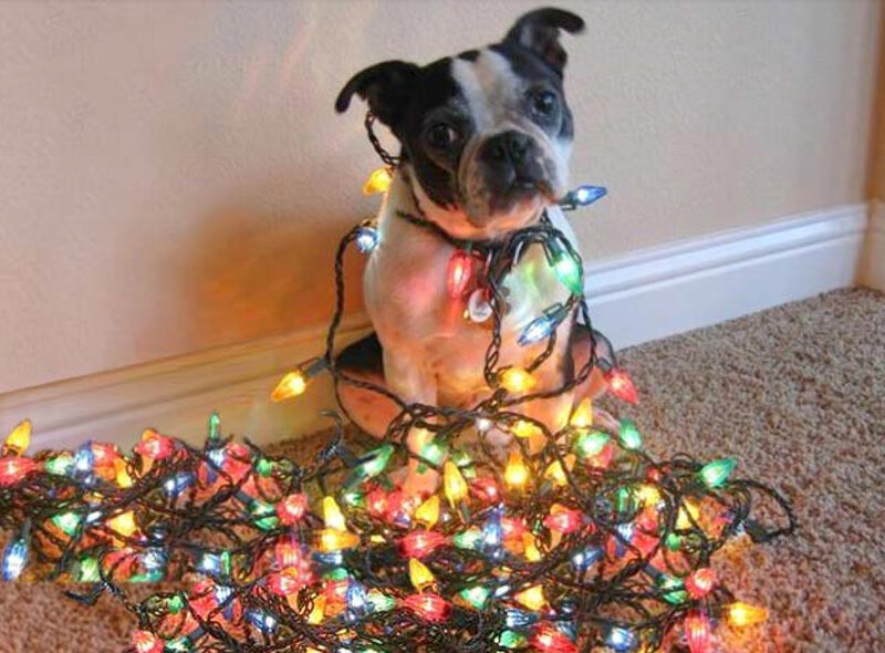 Boston Terrier Dog