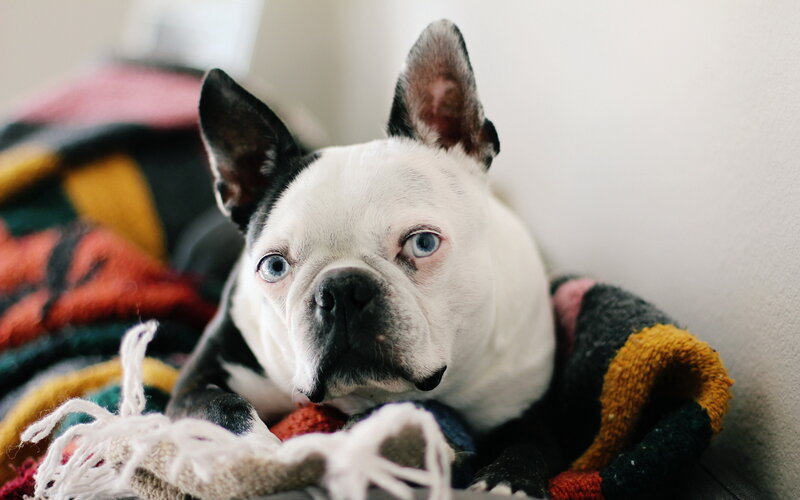 Boston Terrier Dog — White, Calm