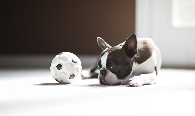 Boston Terrier Dog — White