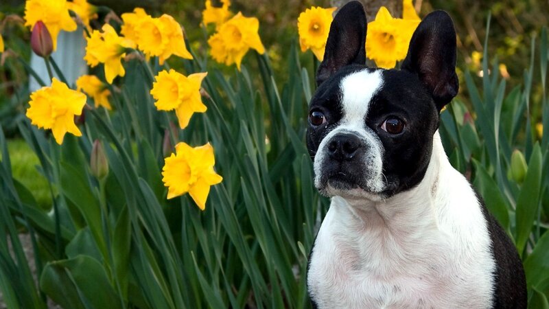 Boston Terrier Dog — Yellow, Calm