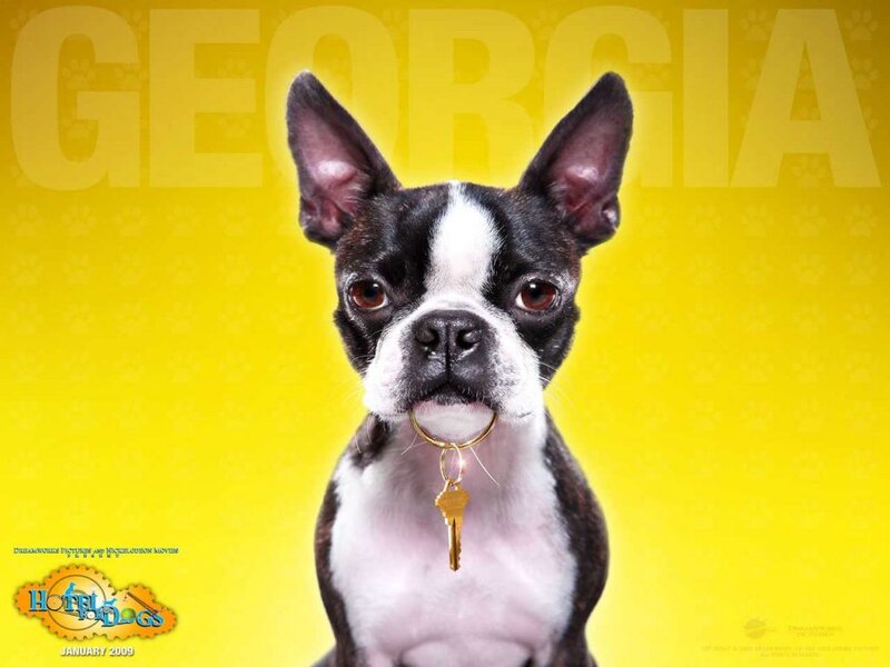Boston Terrier Dog — Yellow, Playful