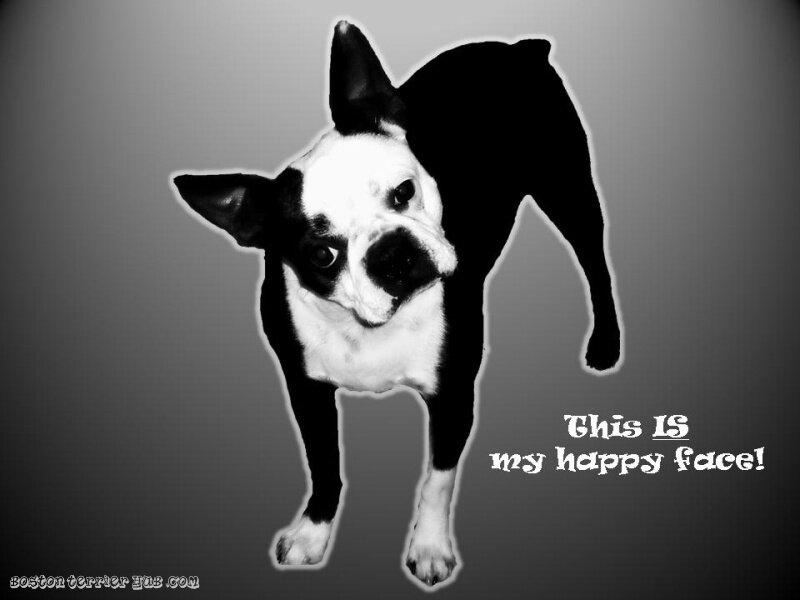 Boston Terrier happy face