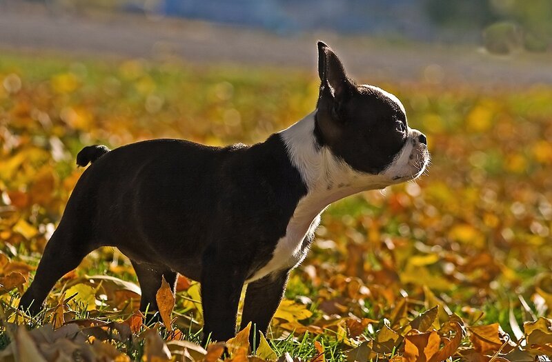 Boston terrier in autumn leaves