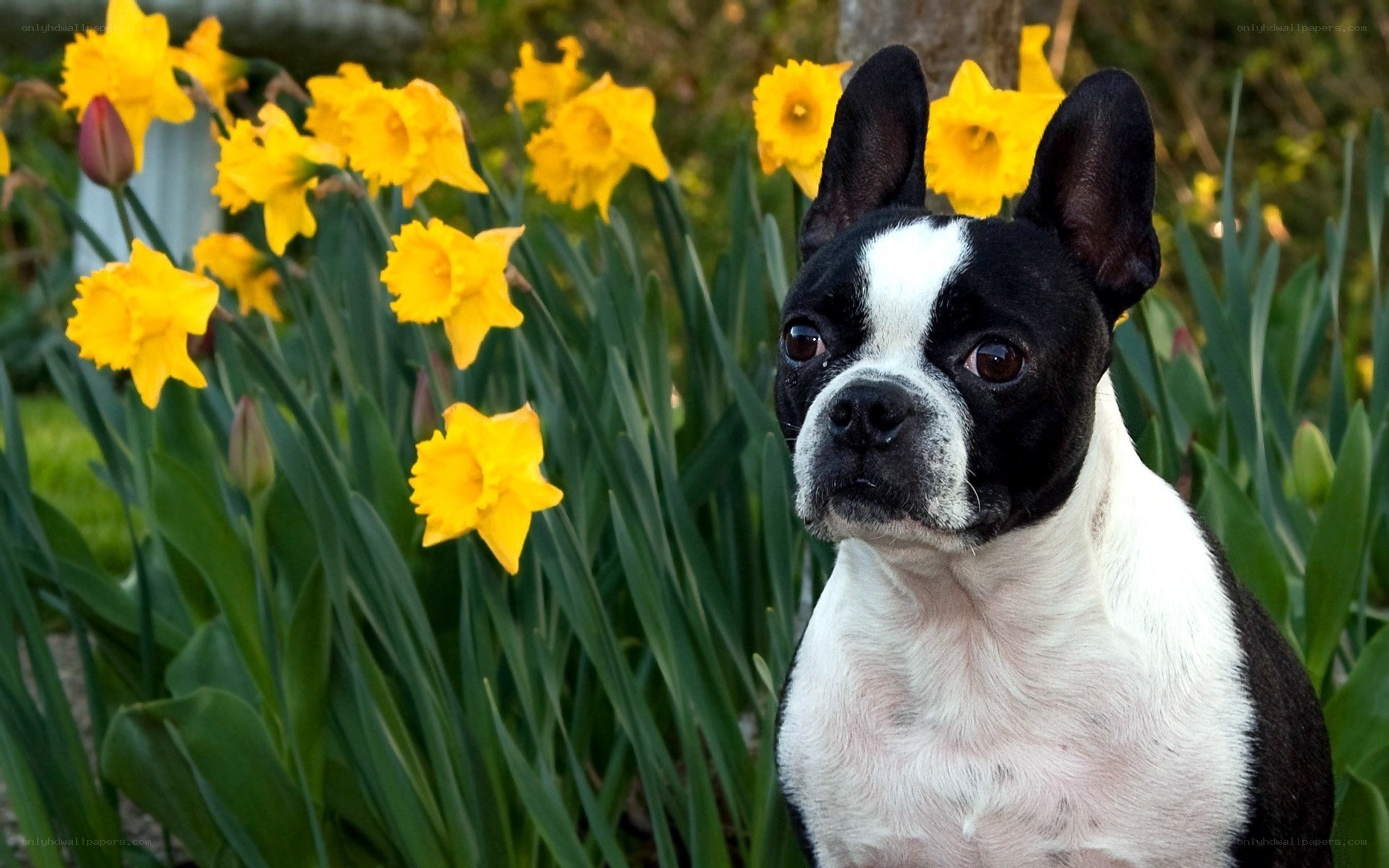 Boston Terrier in Daffodil Garden