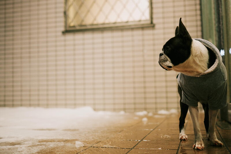 Boston Terrier in Hoodie