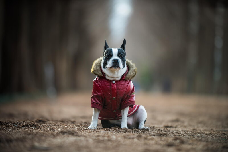 Boston Terrier in Jacket