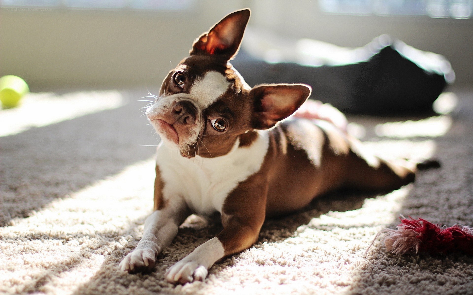 Boston Terrier in Sunlight
