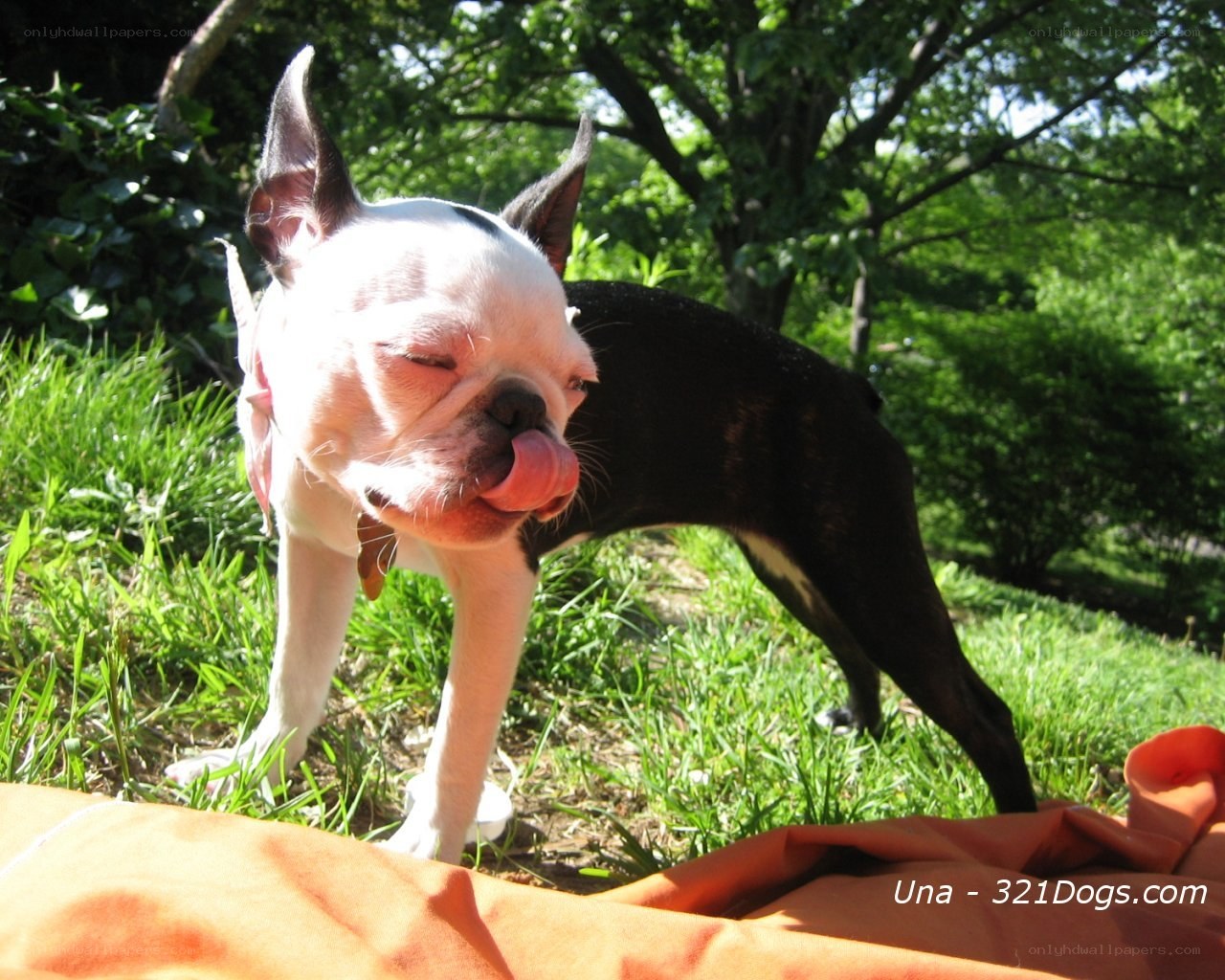 Boston Terrier licking nose