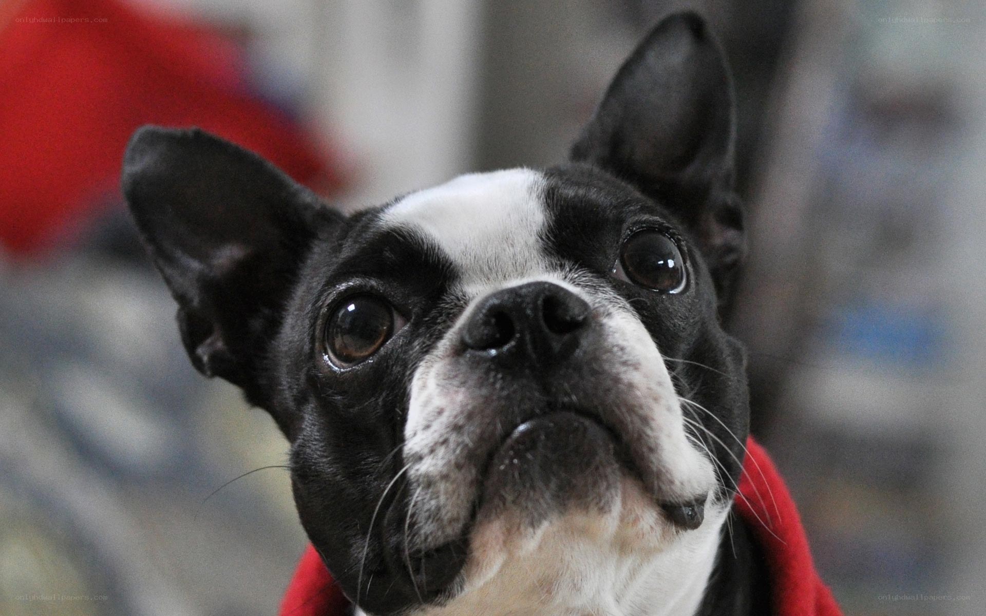 Boston Terrier looking up