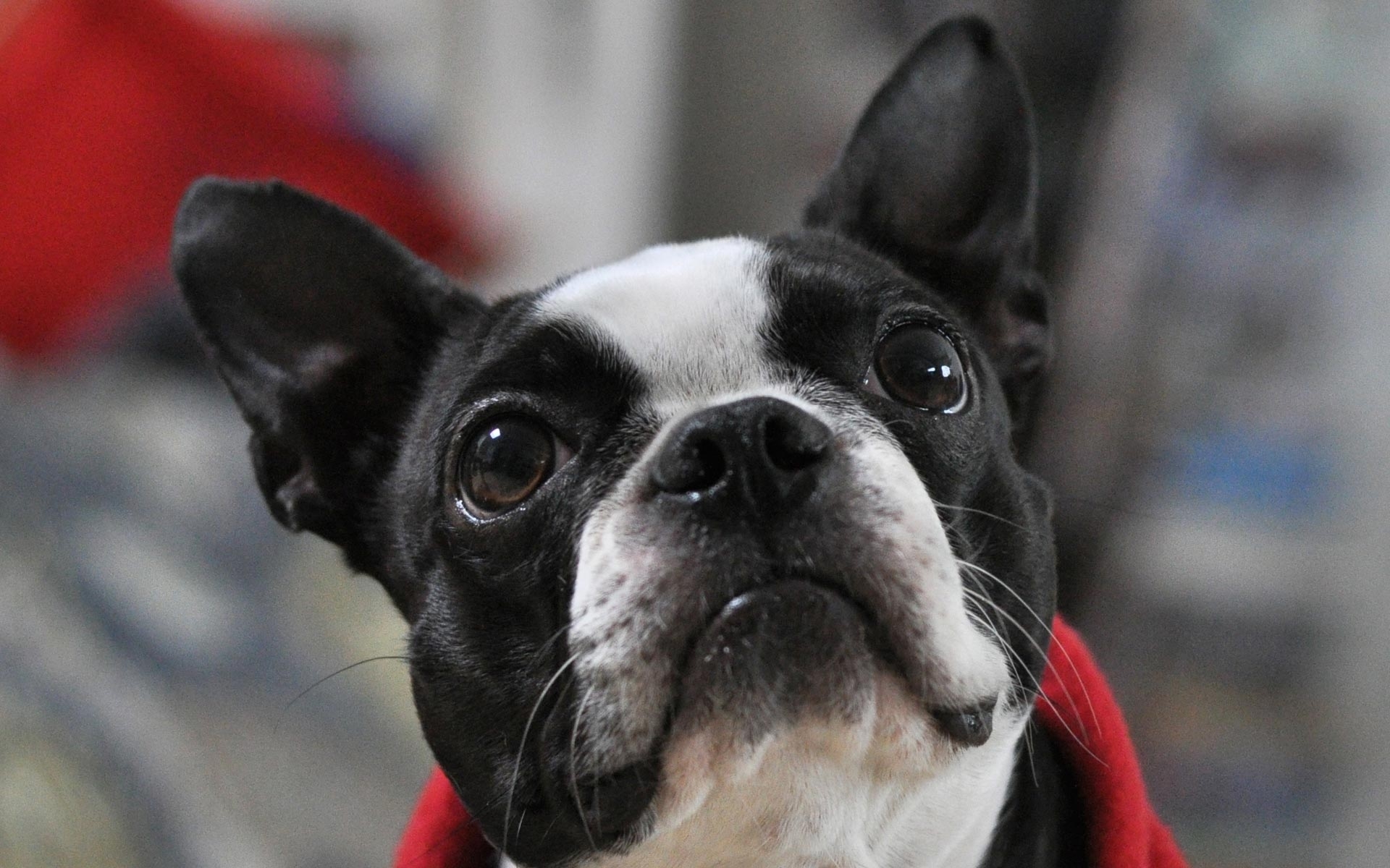 Boston Terrier looking up
