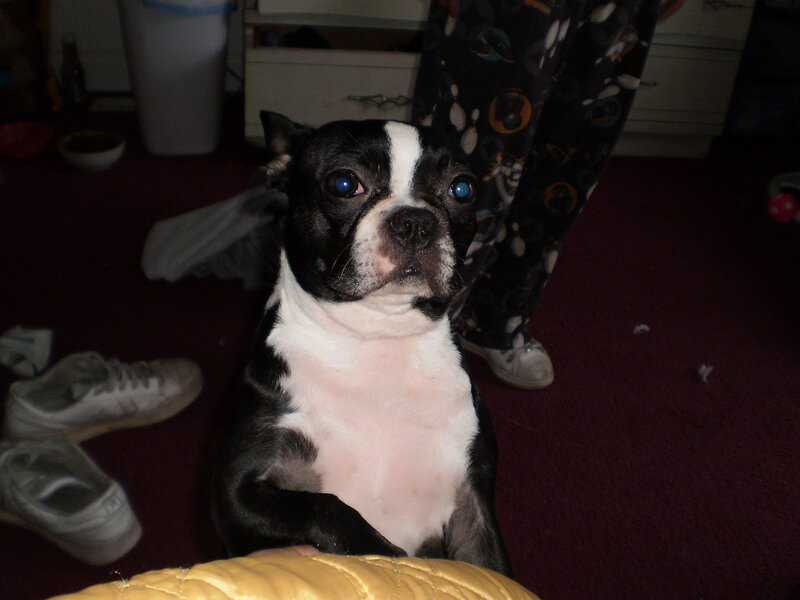 Boston Terrier on a bed