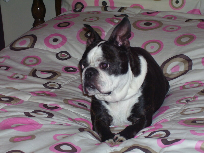 Boston Terrier on a patterned bed
