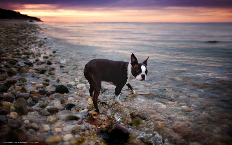 Boston Terrier on Beach