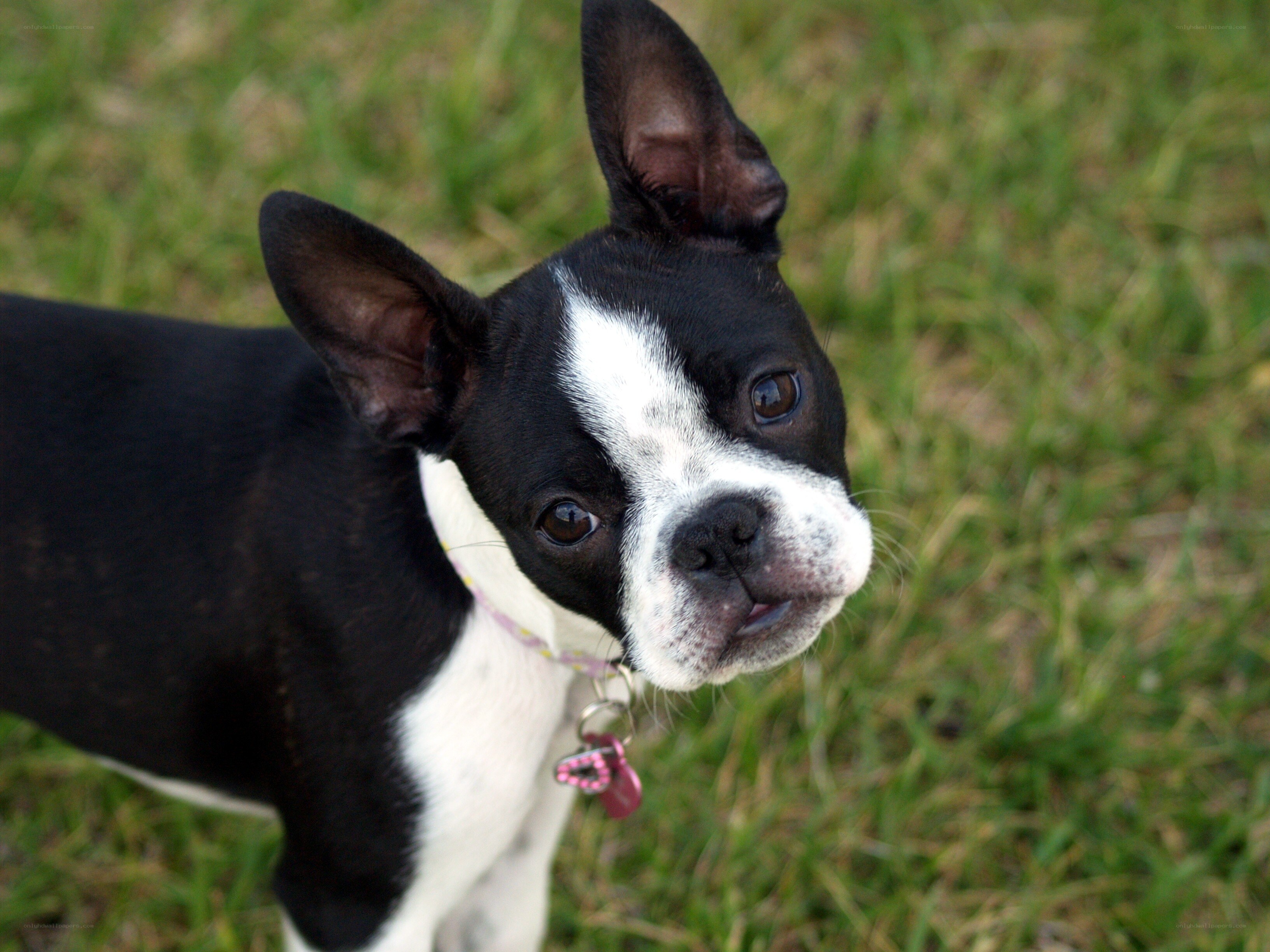 Boston Terrier on grass