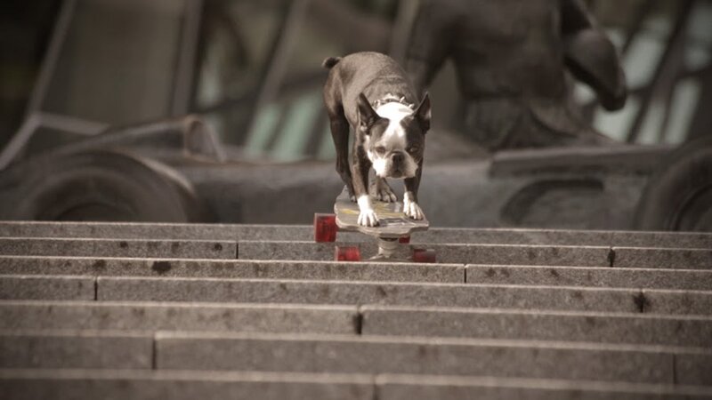 Boston Terrier on Skateboard