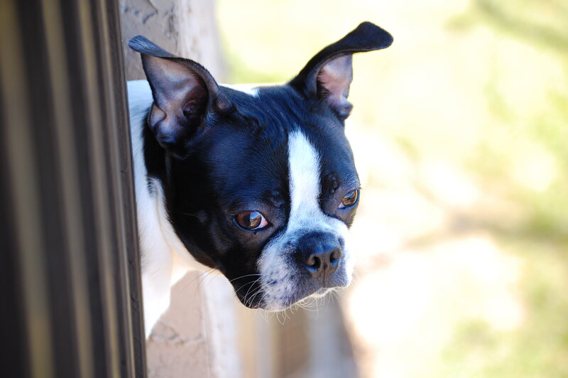Boston Terrier peeking out