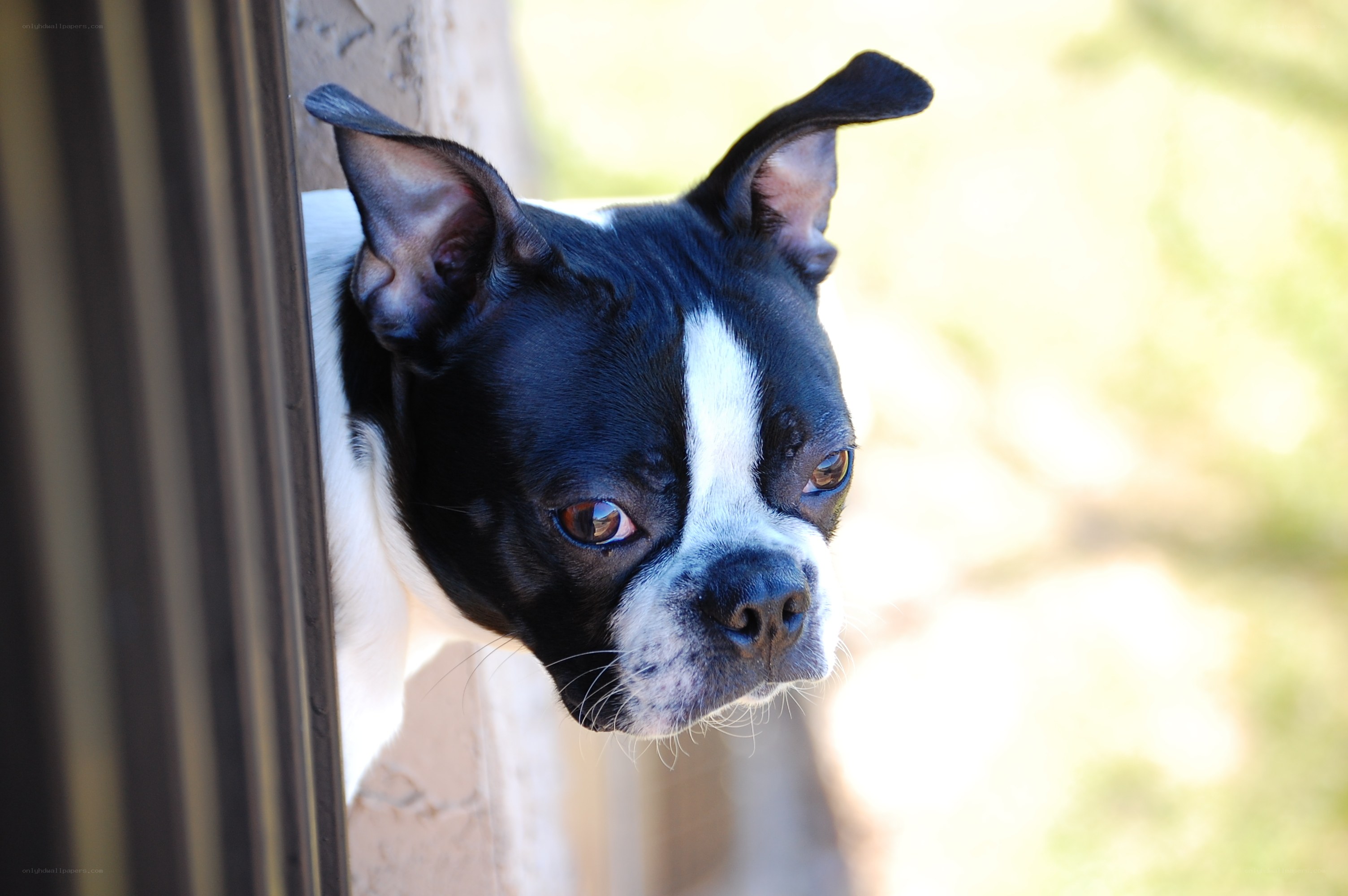 Boston Terrier peeking out