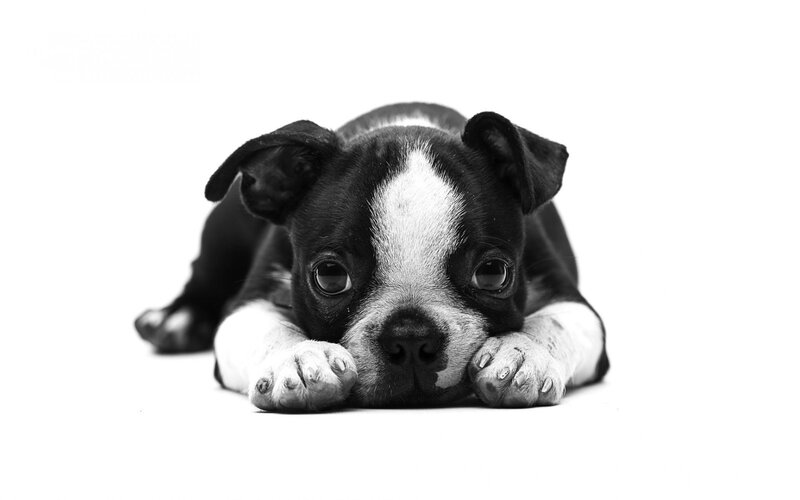 Boston Terrier Puppy — Black, Calm