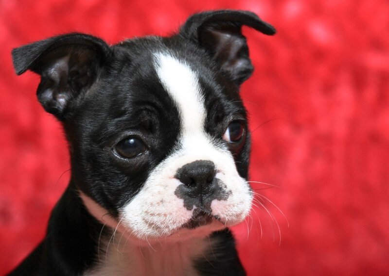 Boston Terrier Puppy — Black