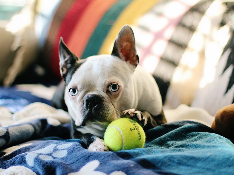Boston Terrier Puppy — Blue