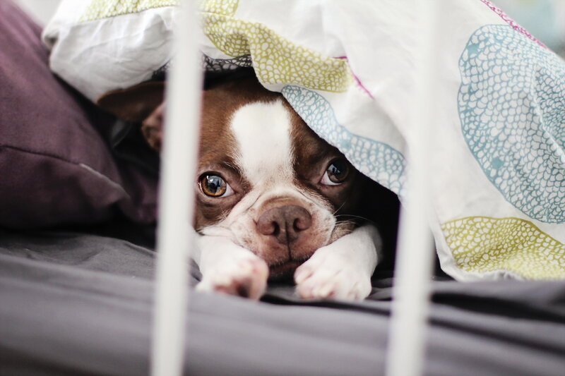Boston Terrier Puppy — Brown, Calm, Photograph